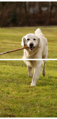 Hund auf Wiese