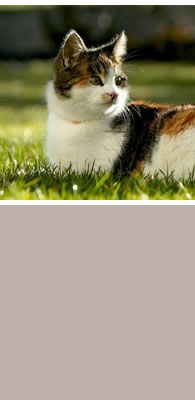 Katze auf Wiese
