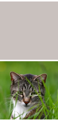 Katze am Baum