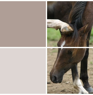 Pferd