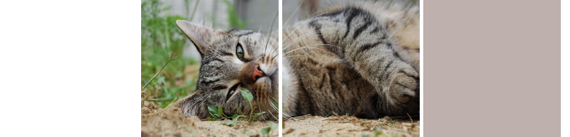 Katze